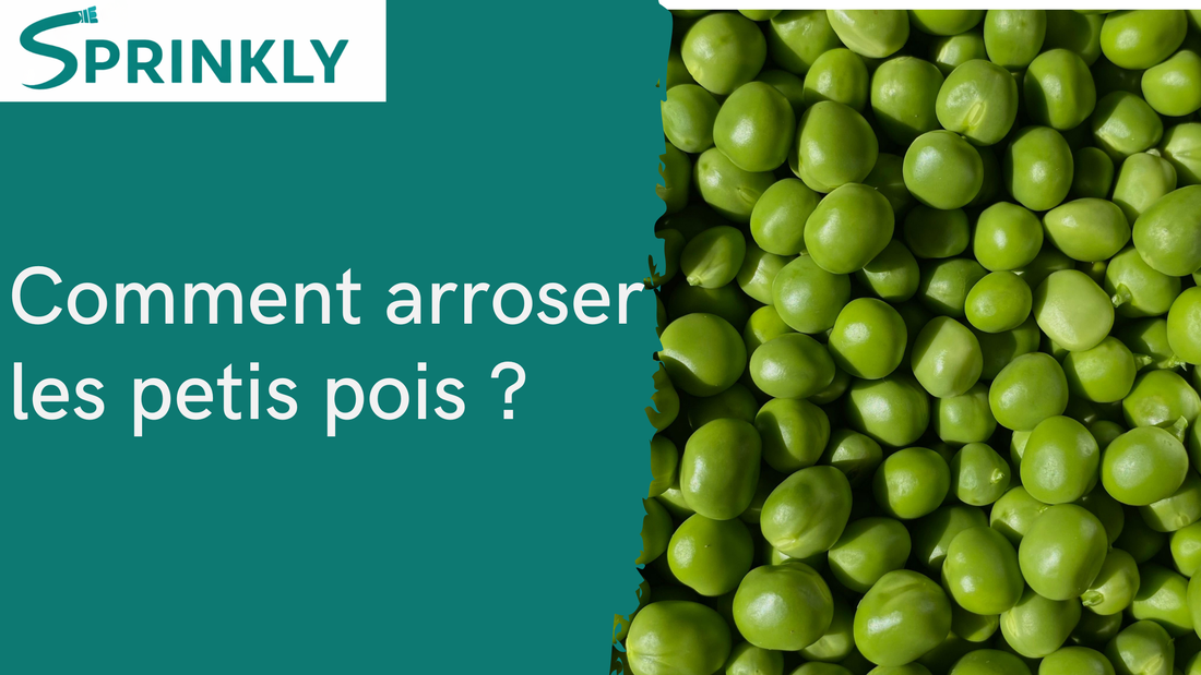 Arroser les petits pois : la règle que personne ne connaît