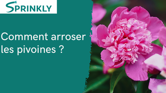 comment arroser les pivoines ?