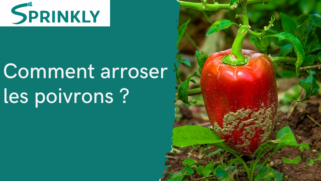 blog comment arroser les poivrons 