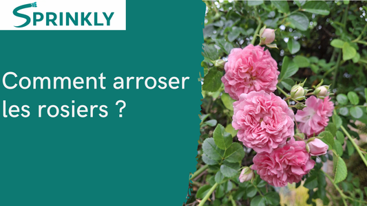 Comment arroser les rosiers blog 