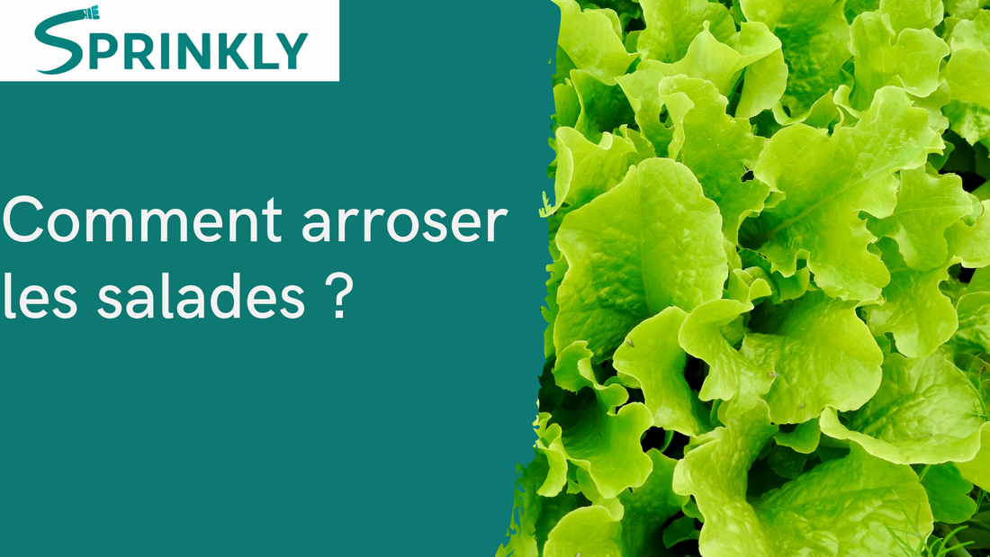 Comment arroser les salades ?
