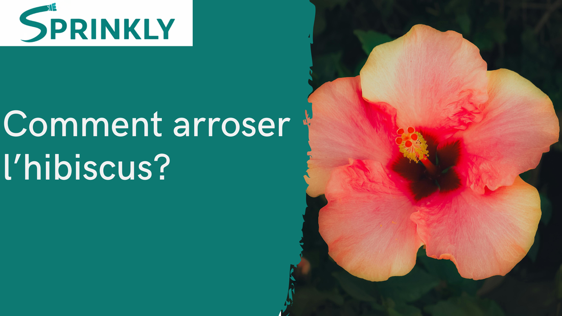 Comment arroser lhibiscus blog