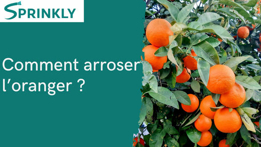 Arrosage de l'oranger : oranger du Mexique ou fruitier ?
