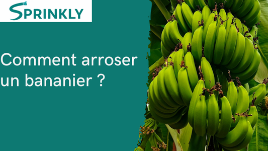 Comment arroser un bananier blog