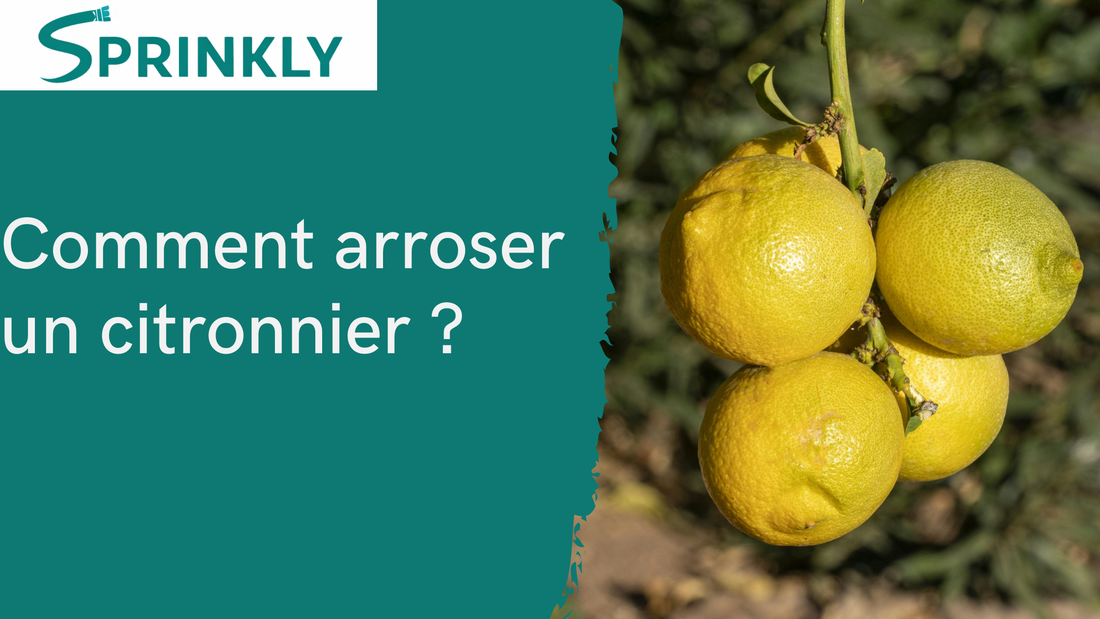 Comment arroser un citronnier blog