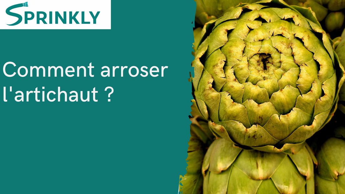 Faut t'il arroser l'artichaut ?