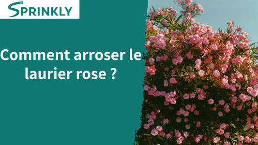 blog Comment arroser le laurier rose ?