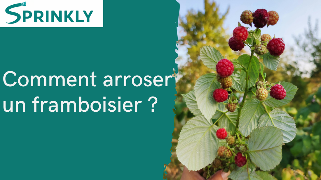 Arrosage du framboisier : la bonne méthode