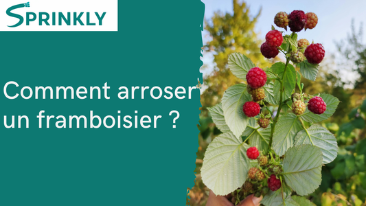 Arrosage du framboisier : la bonne méthode