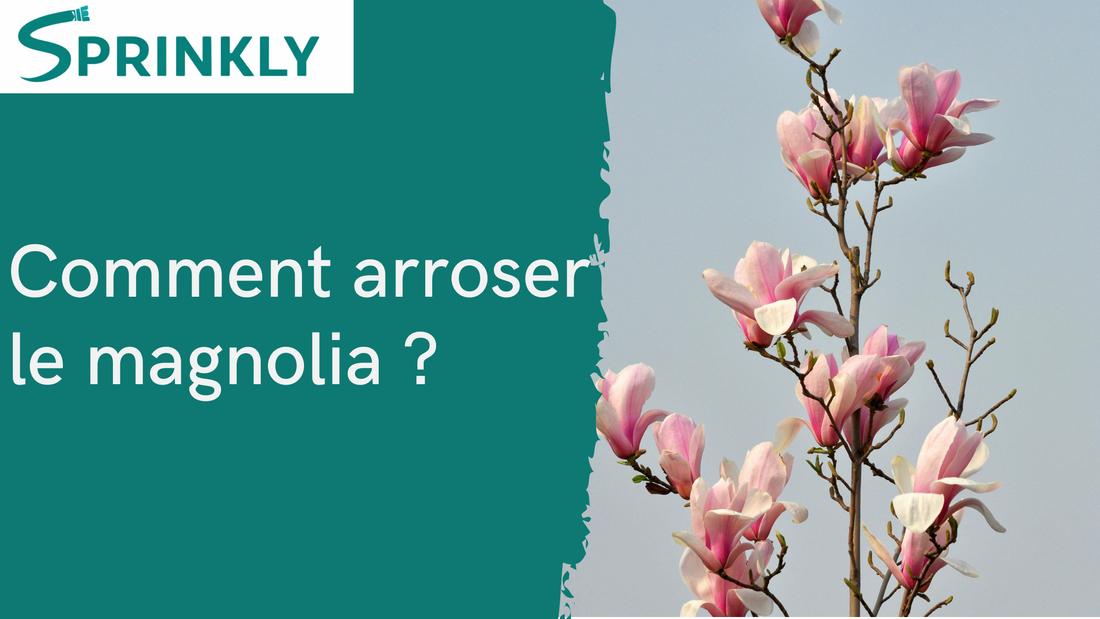 arrosage  magnolia blog