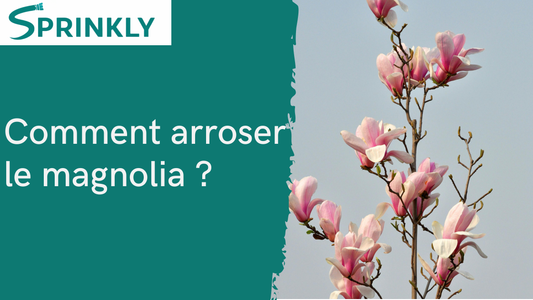 arrosage  magnolia blog
