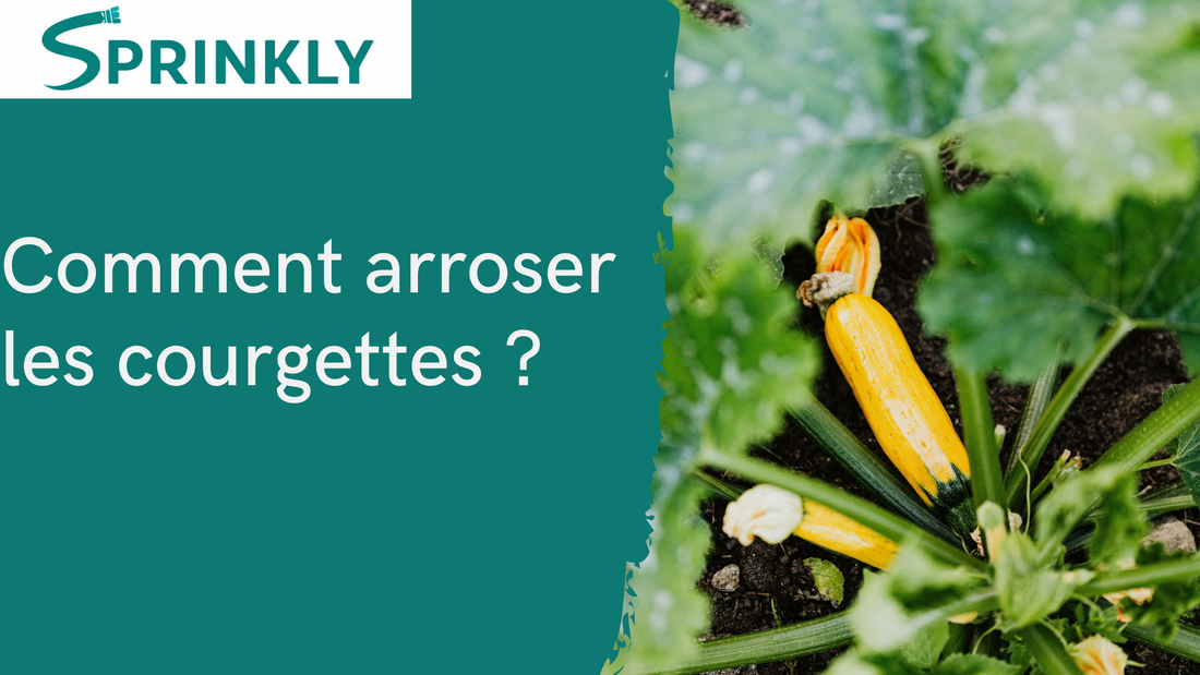 banniere blog comment arroser les courgette 