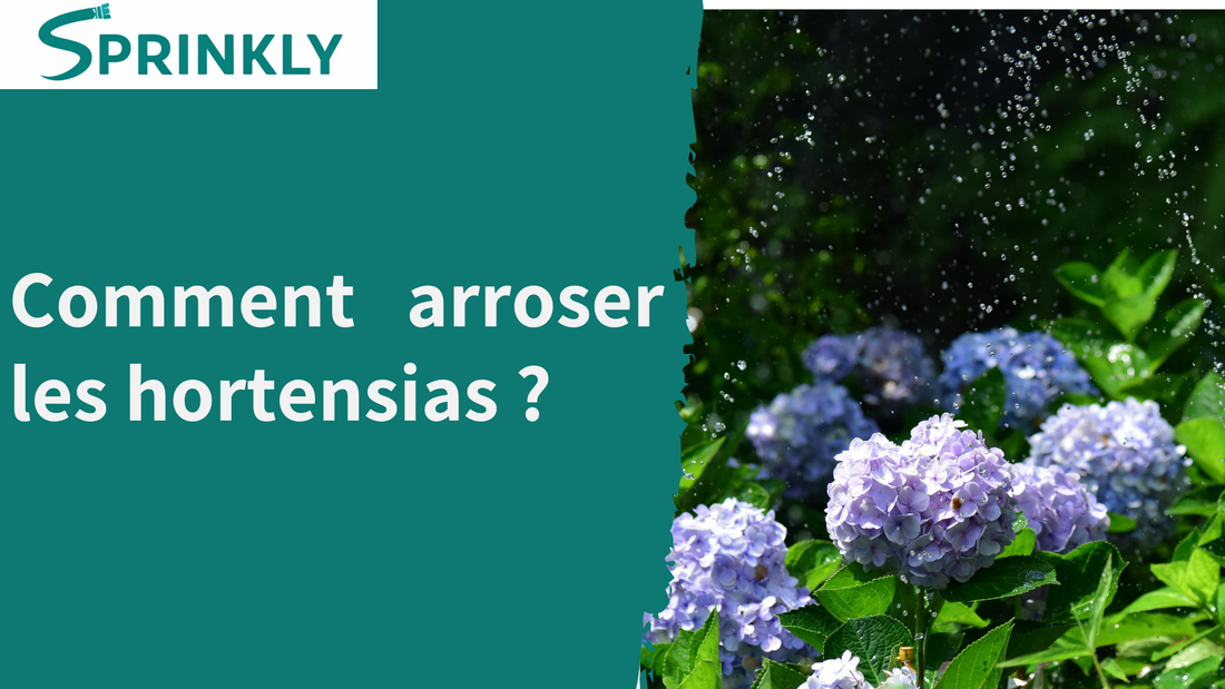 Comment arroser les hortensias ?