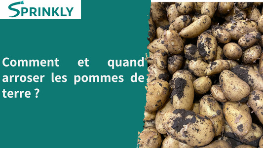 Comment et quand arroser les pommes de terre 