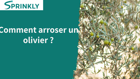 blog comment arroser un olivier 