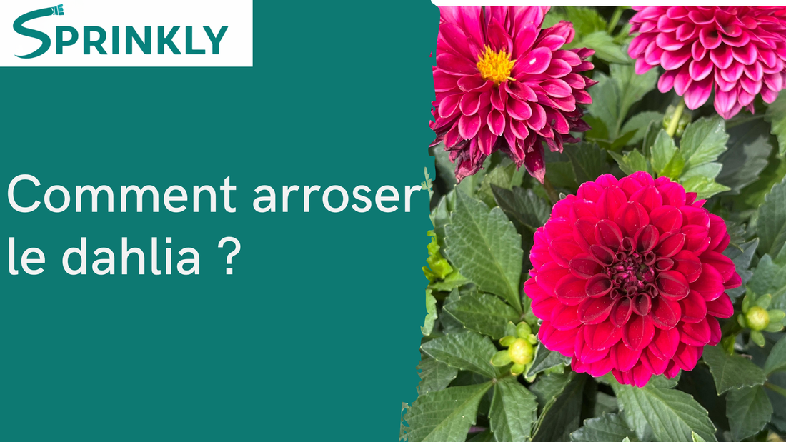 Arrosage du dahlia : faut-il vraiment l'arroser ?
