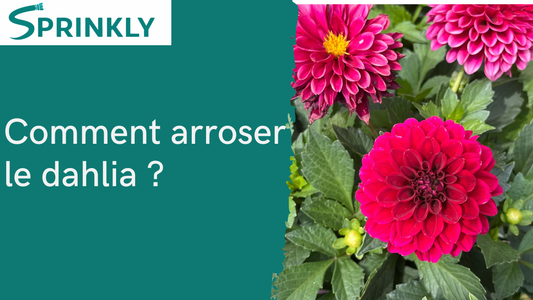 Arrosage du dahlia : faut-il vraiment l'arroser ?
