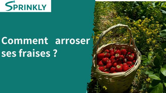 Comment arroser les fraises ? Le guide complet pour une belle récolte