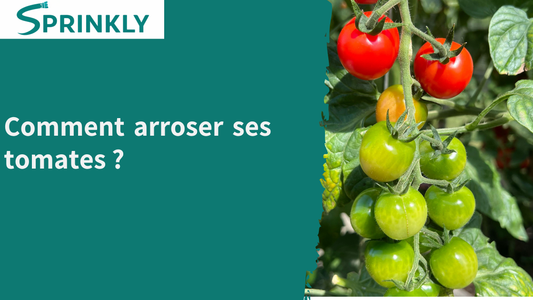 comment arroser les tomates