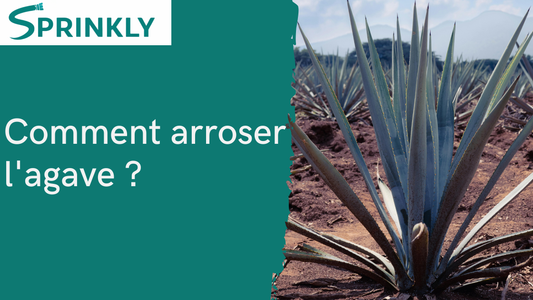 Arrosage de l'agave : fréquence et conseils selon la situation